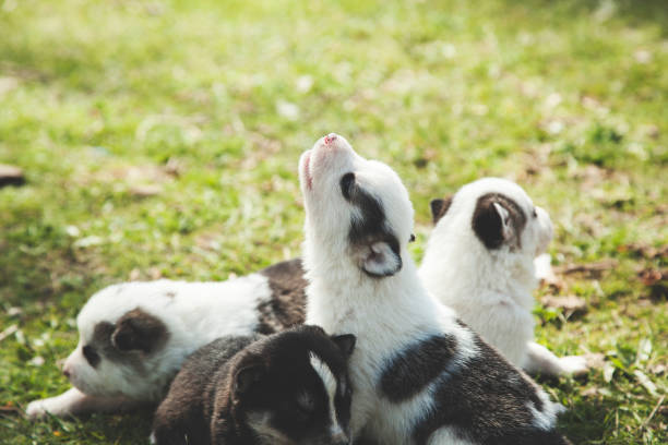 istock dogs in nature 1147403437