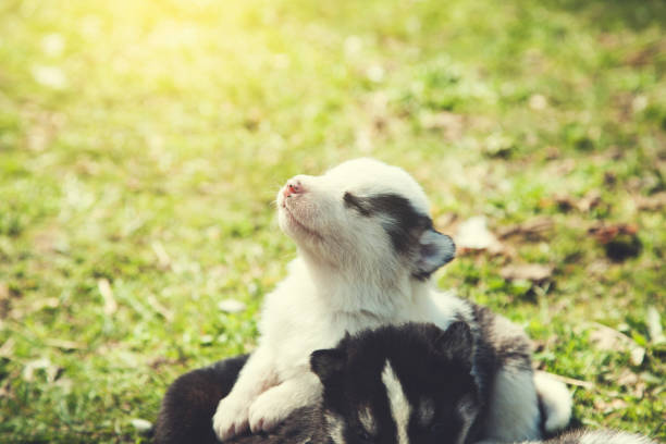 istock dogs in nature 1147403457