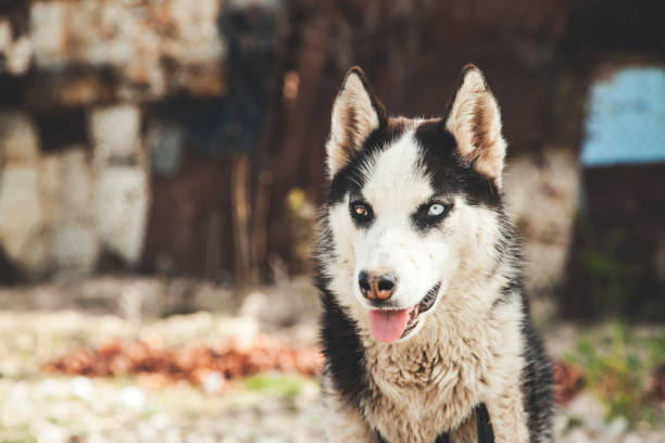dog in nature