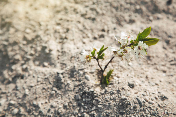 the plant and flower in the soil