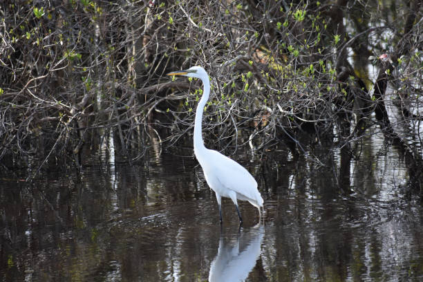 istock Pretty white bird walking in water 1147403667