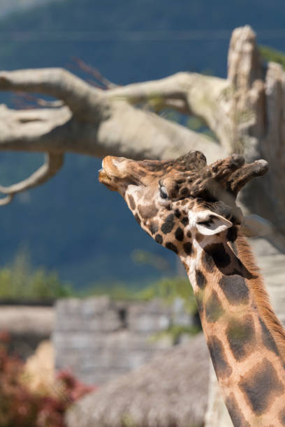 istock details of a giraffe 1147404719