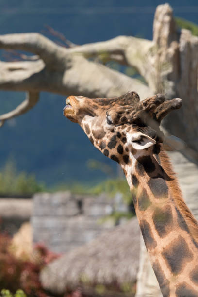 istock details of a giraffe 1147404724