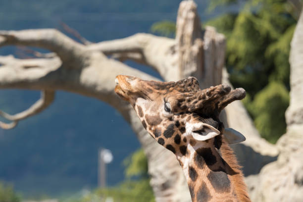 istock details of a giraffe 1147404725