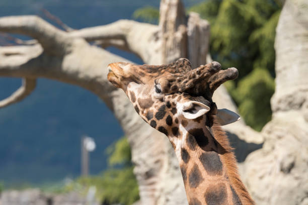 istock details of a giraffe 1147404732