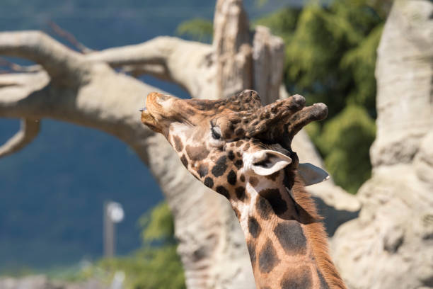 istock details of a giraffe 1147404751