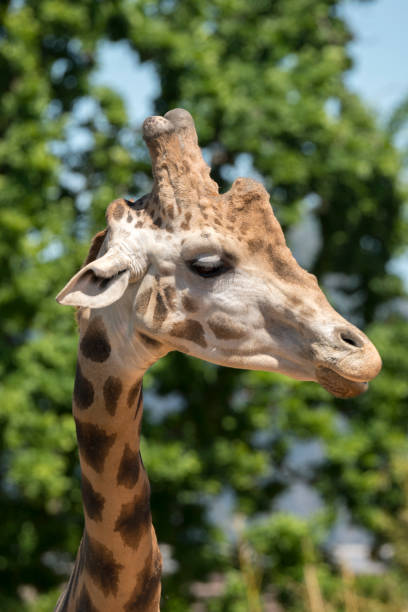 istock details of a giraffe 1147404765