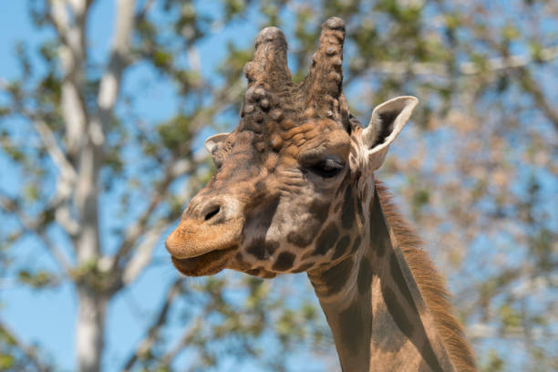 istock details of a giraffe 1147404926