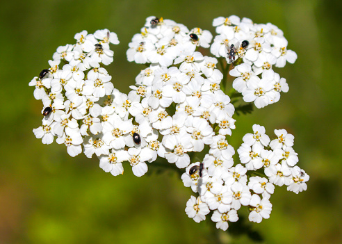 Insects on a yarrow (Achillea millefolium) plant along a hiking trail at Sunol Regional Wilderness