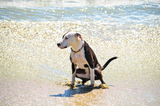istock Dog enjoying the beach on the seashore. 1147406409