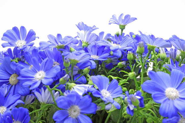 istock cineraria fills in a whole screen 1147407376