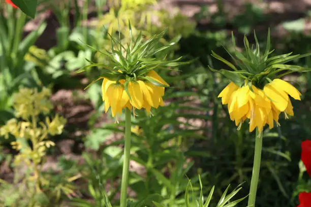 Yellow Crown Imperial or Kaisers Crown, fritillaria imperialis.