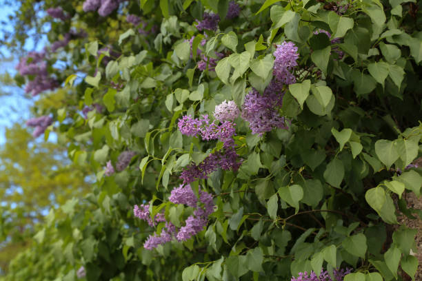 istock Spring. Blooming lilacs in the town park 1147408030