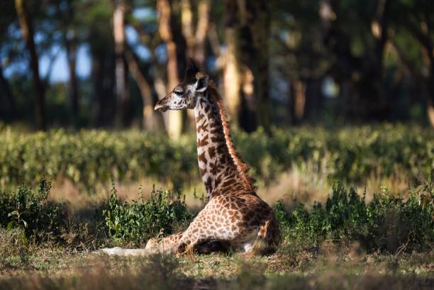 A single baby giraffe rests in an animal sanctuary in Nairobi, Kenya.