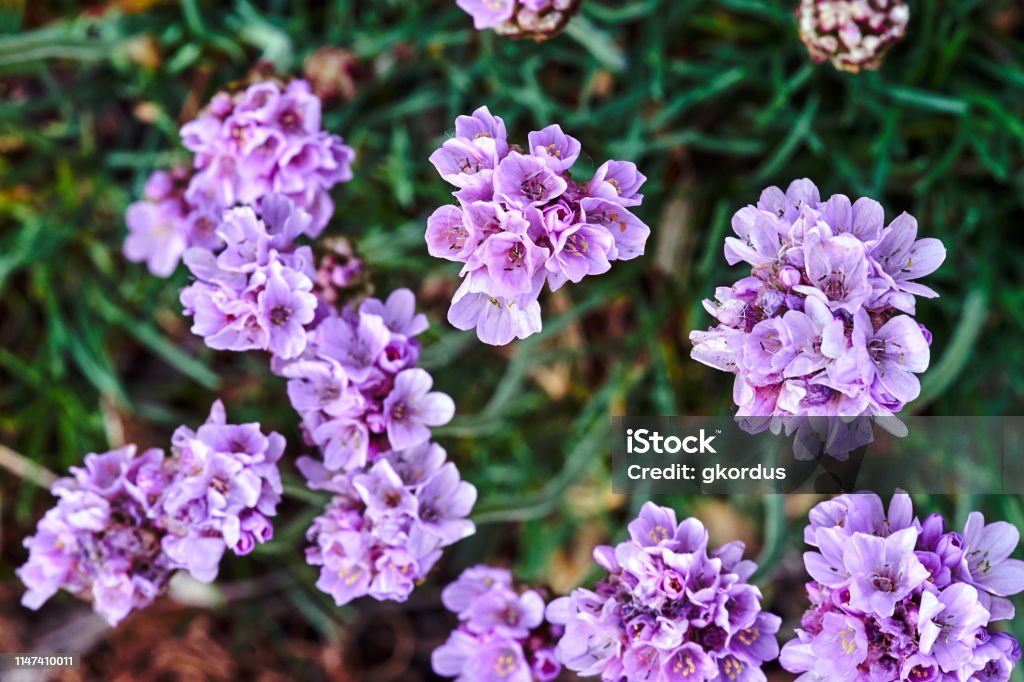 Racimo De Flores Pequeñas Violeta Azalea En La Primavera En El Jardín Foto  de stock y más banco de imágenes de Agricultura - iStock