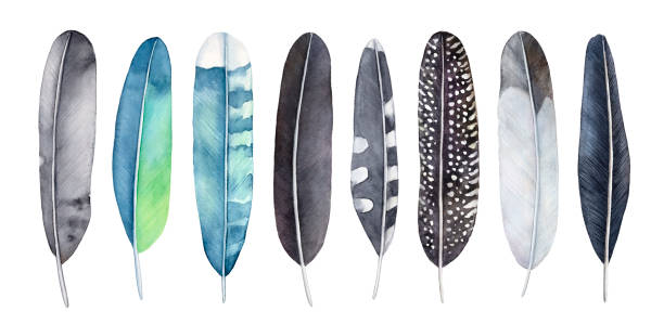 Watercolor feathers set. Mix of various type, pattern and colors (black, grey, blue, turquoise, green, yellow). Handdrawn watercolour gradient drawing, cut out clipart elements for design decoration. Hand drawn watercolor illustration. chicken bird illustrations stock illustrations