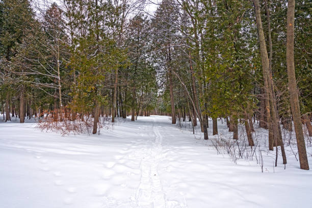 Snowshoe tracks Through a Winter Woodland stock photo