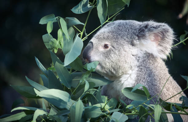 koala que come em uma árvore placidamente - koala bear animals in the wild perching - fotografias e filmes do acervo