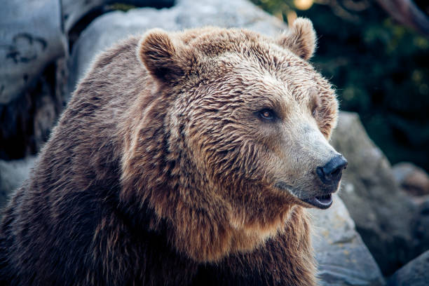 A brown bear on a background of rocks