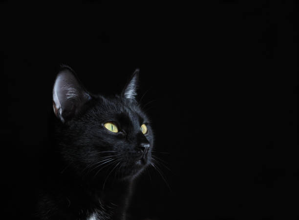 istock Yellow-eyed black cat on a dark background 1147412318