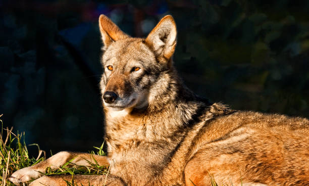 samica czerwonego wilka odpoczywa - red wolf zdjęcia i obrazy z banku zdjęć