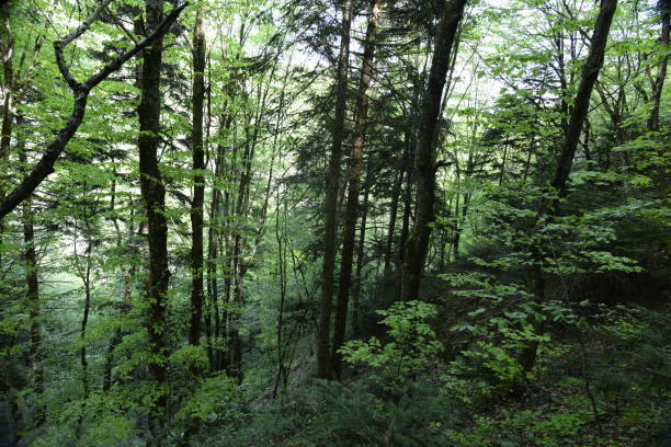 istock Footpath in the forest in kure mountains 1147421940
