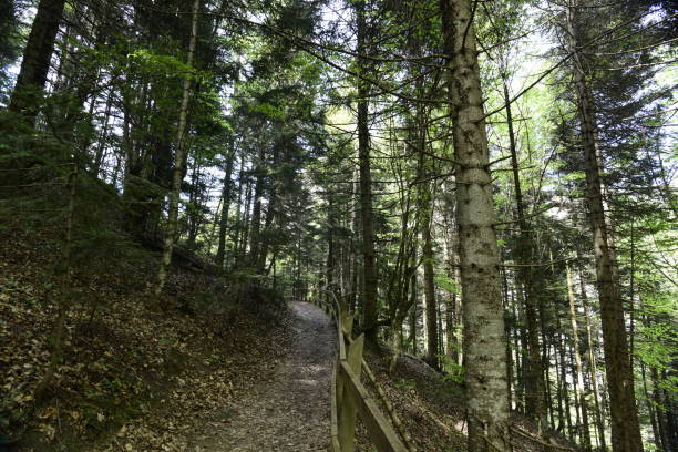istock Footpath in the forest in kure mountains 1147422729