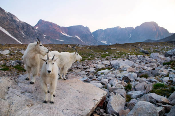山のヤギのグループ - absaroka range ストックフォトと画像