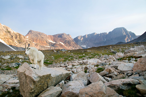 Mountain cabra Stance photo