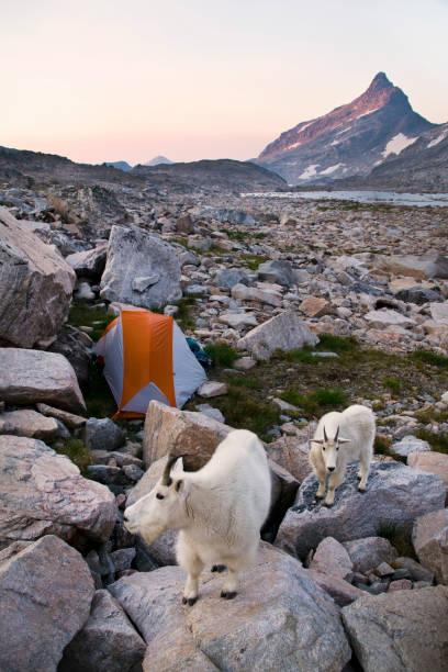 campo de cabra de montanha. - montana sunrise mountain mountain range - fotografias e filmes do acervo