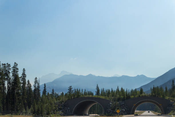 istock forest and mountains in smoke. 1147425966