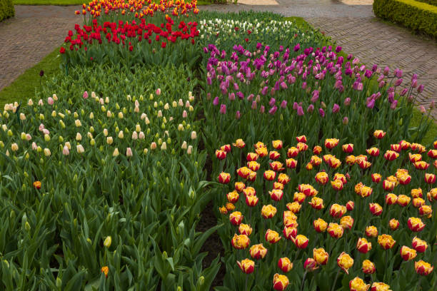 istock Colorful tulips flowerbeds 1147428773