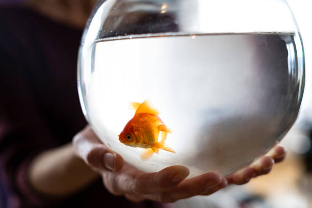istock Female hands holding fishbowl with gold fish 1147429126