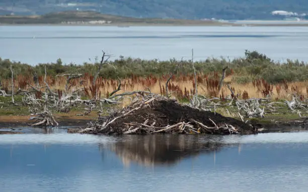 Beavers are a big environmental problem on the island of Tierra del Fuego, Argentina.