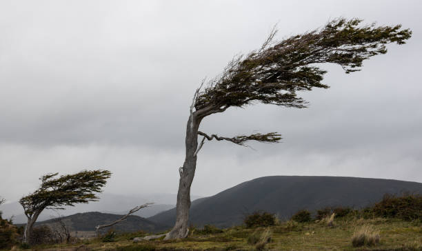 istock Extreme wind and resistance of nature 1147430298