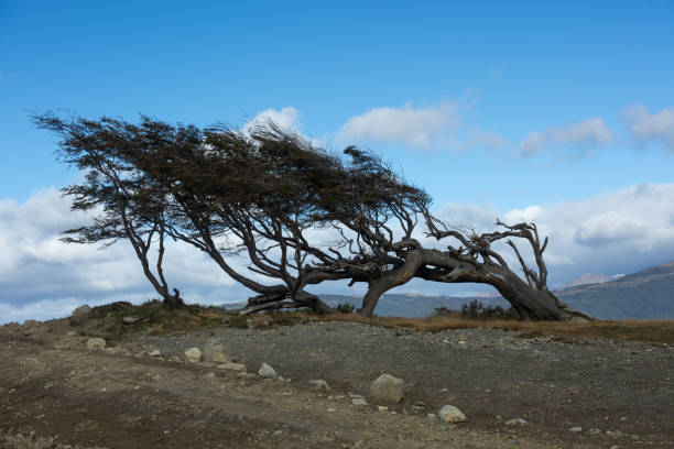 Windblown weathered tree on the ridge above Yankee Canyon overlooking Lake Isabella in the Sierra Nevada mountain range of California CA