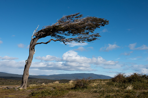 Tree bent by the wind on the coast of the South Patagonia with blue sky.