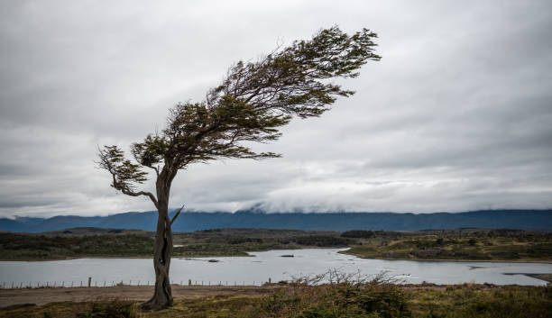 экстремальный ветер и сопротивление природы - argentina patagonia andes landscape стоковые фото и изображения