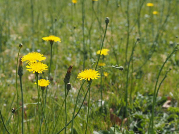 istock Yellow dandelion flowers in spring field 1147431477