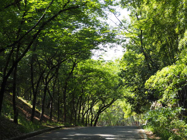 istock Tree lined path in a park. Hattori Ryokuchi (Greenland) Park, Osaka, Japan. 1147431551