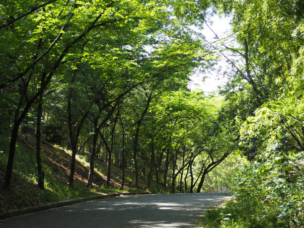 istock Tree lined path in a park. Hattori Ryokuchi (Greenland) Park, Osaka, Japan. 1147431674