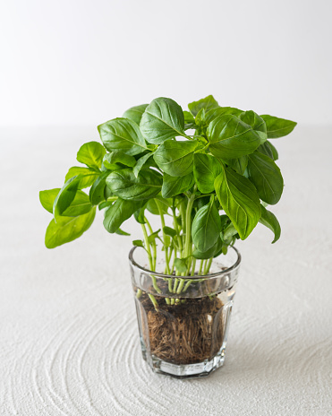 This image shows a saucepan filled with water and mint leaves. The mint leaves are green and have a refreshing flavor. A decoction was prepared. The saucepan is sitting on a table in a kitchen.