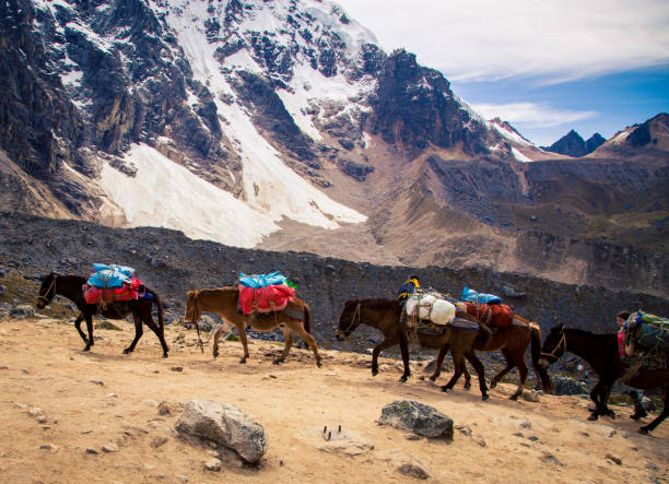 istock pack horses in the Andes mountains 1147432562