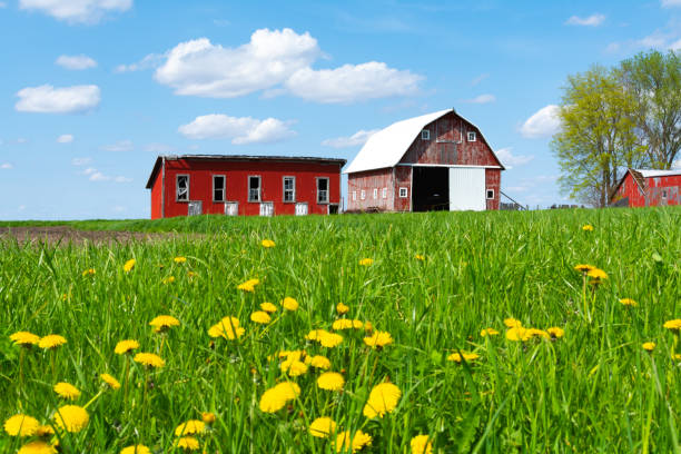 istock Farm in open grass field 1147432660