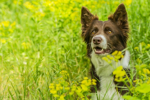 A dog sitting in lush green grass with yellow flowers, copy space