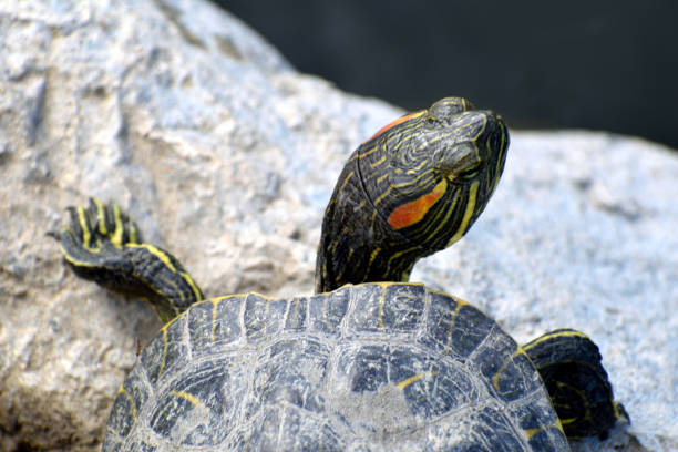 istock A Lone Reptile Near the Lake 1147435007