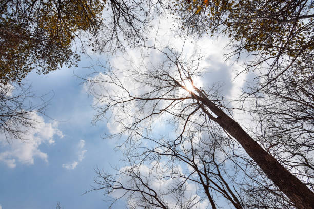 istock Dipterocarp forest in Thailand, 1147435736