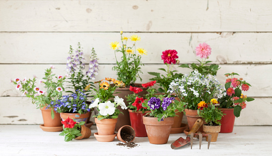 Vintage gardening tools and flowers against a defocused rustic white wood background.