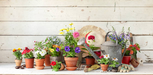 istock Garden Tools and Flowers Background 1147436030