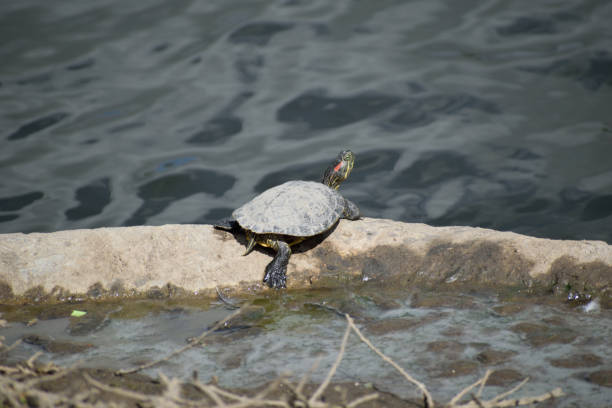 istock A Terrapin Near the Water 1147436692